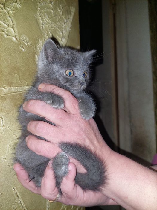 Котенок в добрые руки