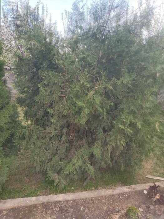 Туя деревья для продажи