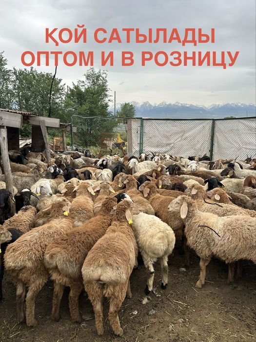Құрбан айтқа қойлар сатылады!