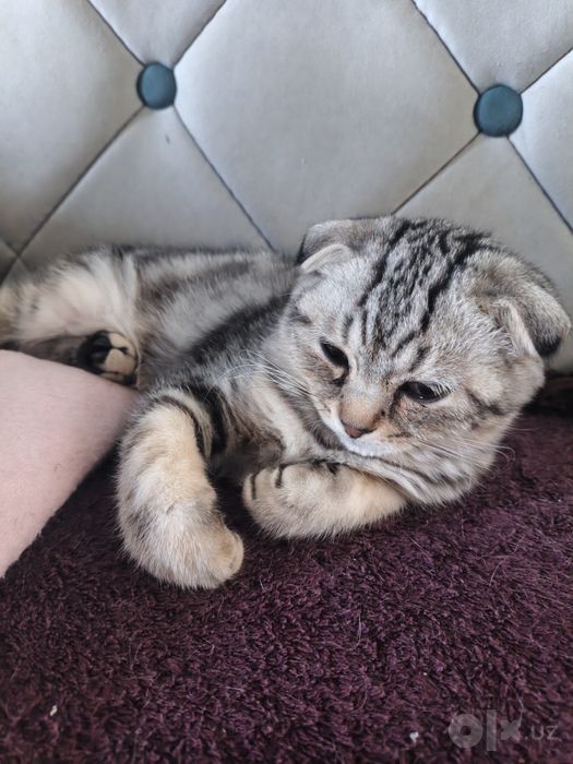 Scottish fold 2 malchika