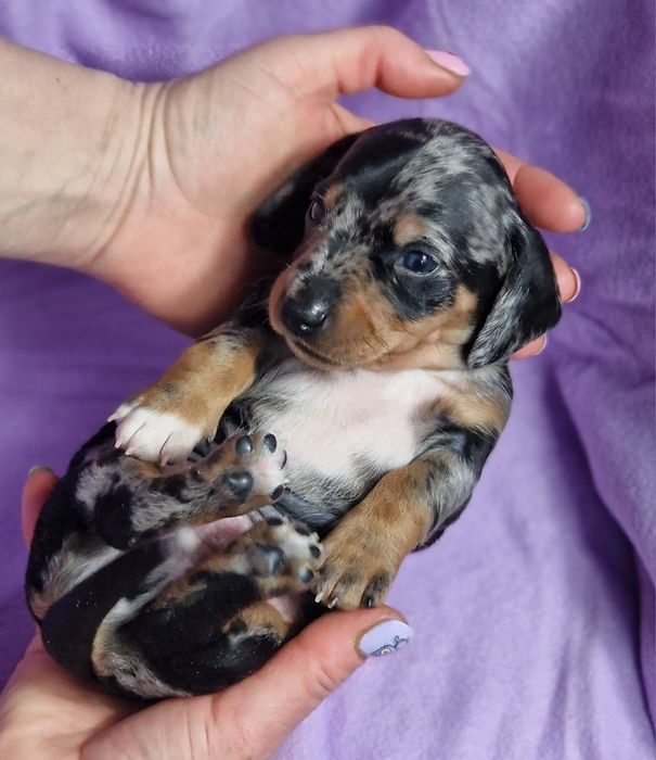 Tekel pitic - mascul