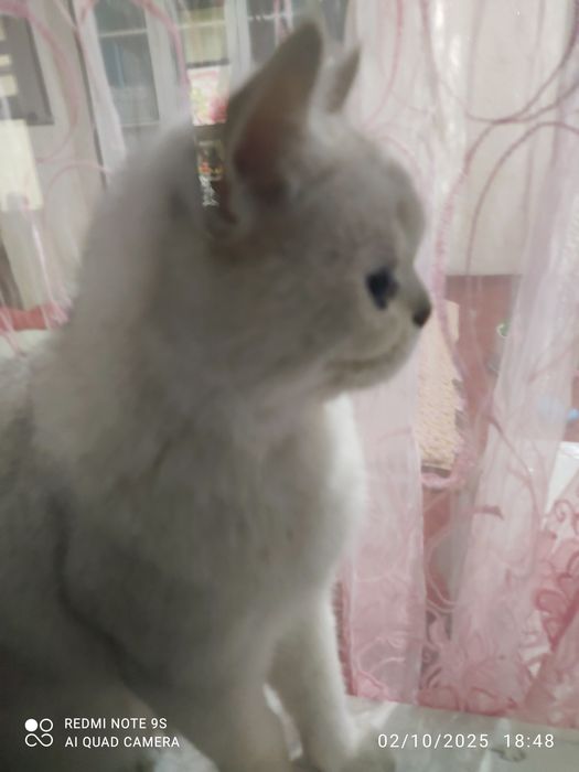 Kristin Kreuk seksual suzish kostyumida yalangoch