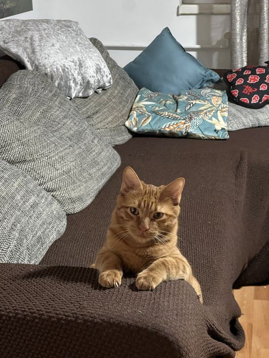 Pisic pentru adoptie Craiova