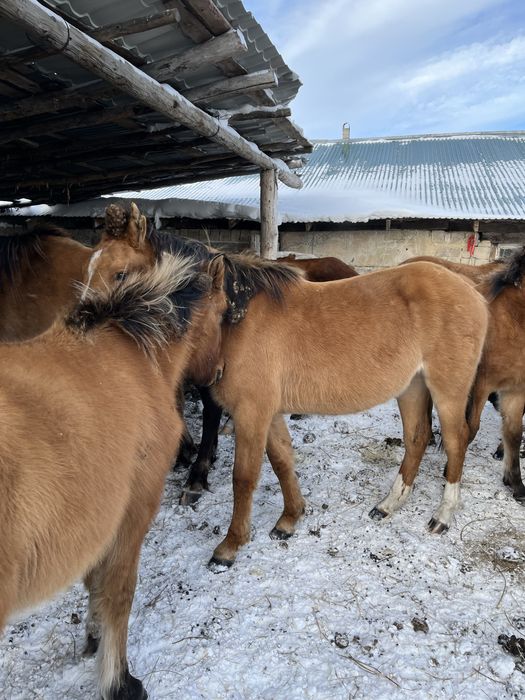 Тай, жабағы сатамын