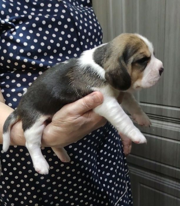 Очаровательные щенки бигля