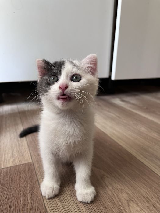 Отдам кошечку в добрые руки