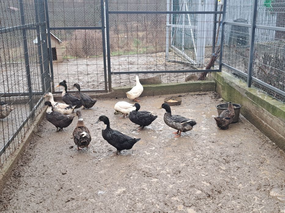 Vând rațe românești tinere