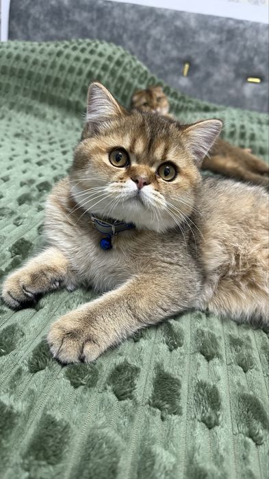 Вязка Кот Скотиш Страйт Золотая шиншила