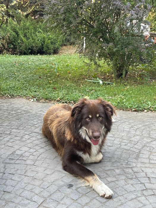 Donez câine Ciobănesc australian