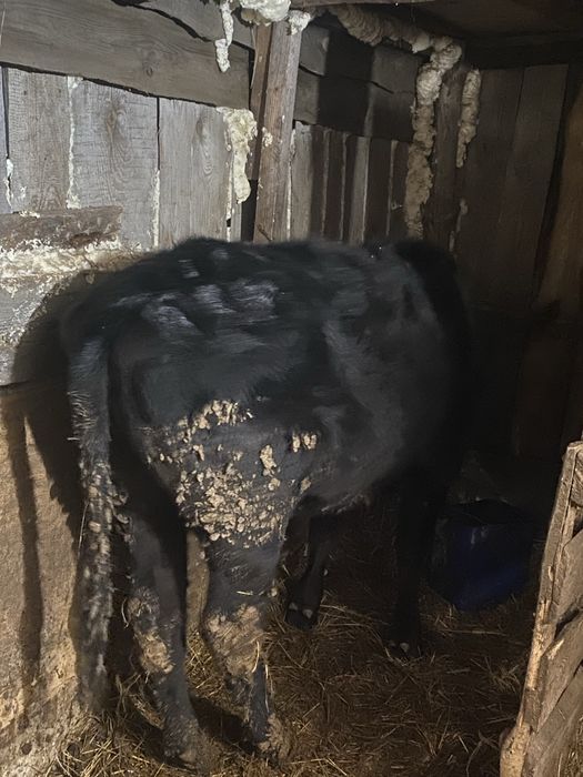 Продам телочек годовалых