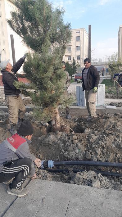 Газон гул дарахт