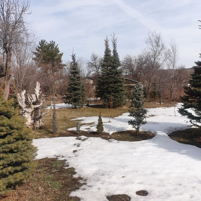 Продам ели голубые