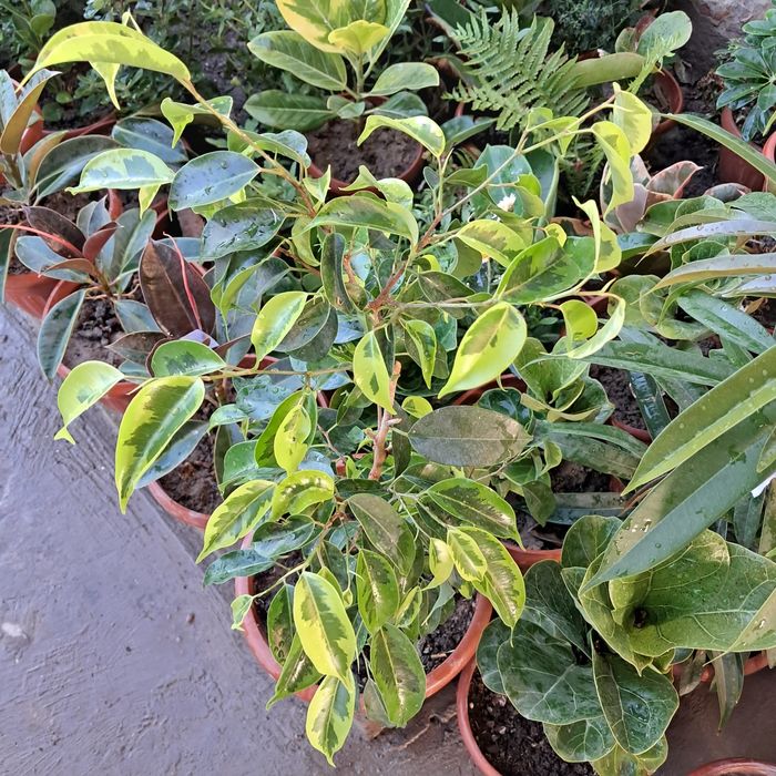 Цветы Мырзакент.