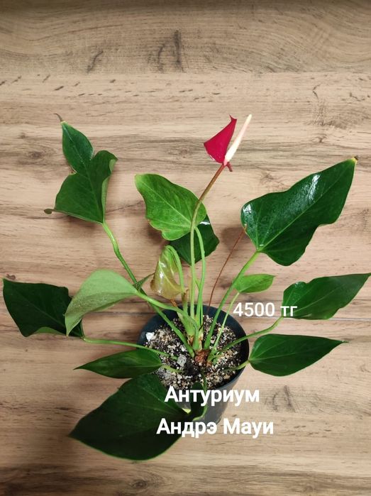 Антуриум разный..