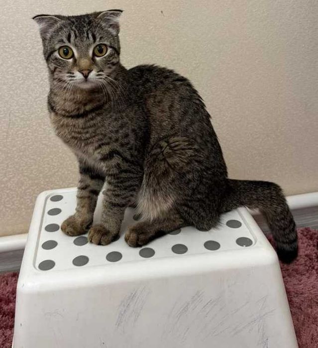 Отдам в добрые руки