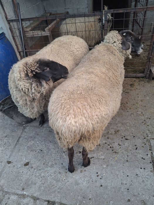 Vând două oi sufolk