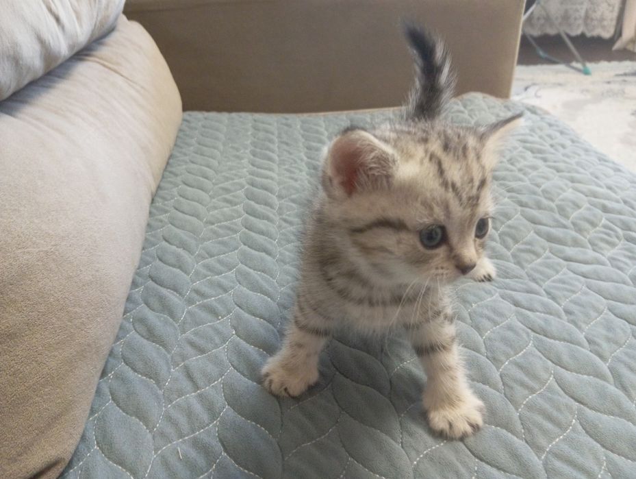 Продам котят Шотландских