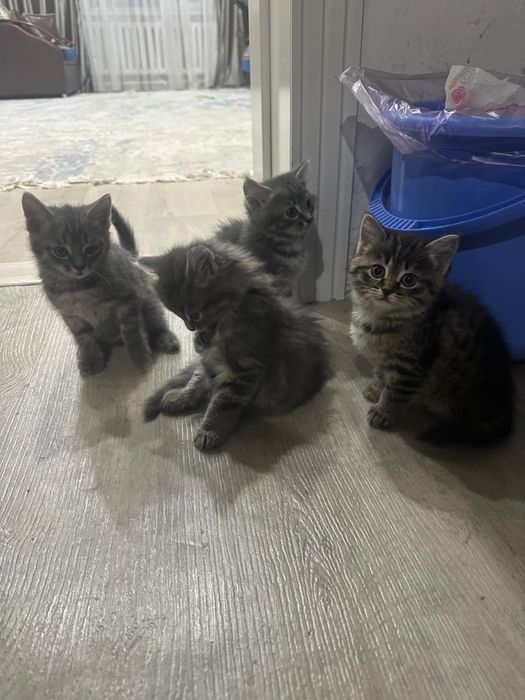 Котята британские смесь