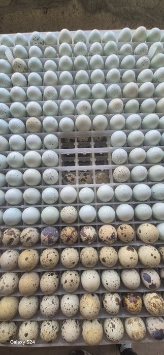 Comercializez ouă de prepelite