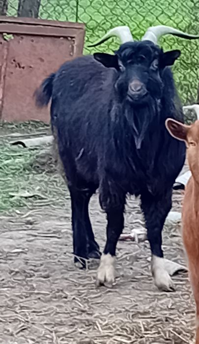 Tap de vinzare necastrat virsta 2 ani si 4 luni