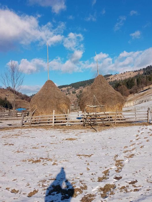 Fân de munte de vânzare
