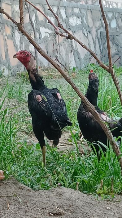 xöroz Dakan 250 ming. tovuq Dakan 200.