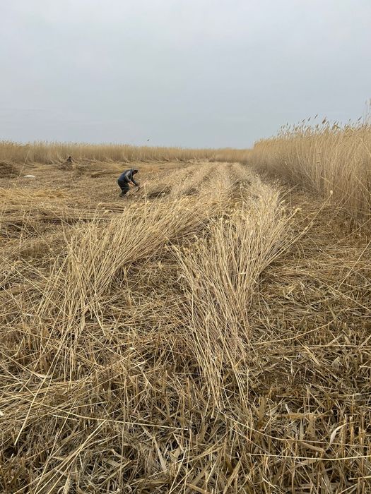 Қамыс, камыс,камыш,