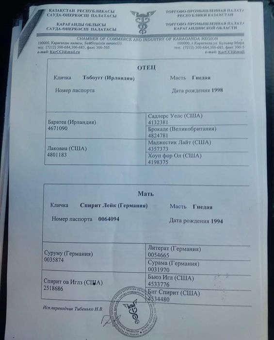 Предлагаем к случке жеребец