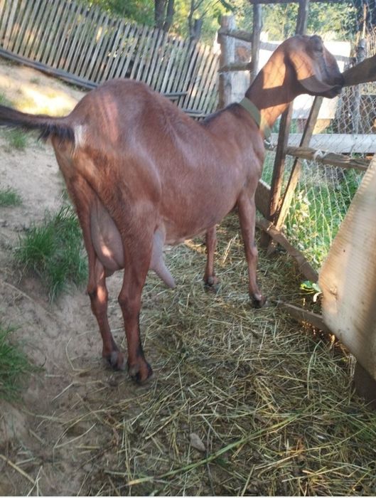 Capra anglo nubiana