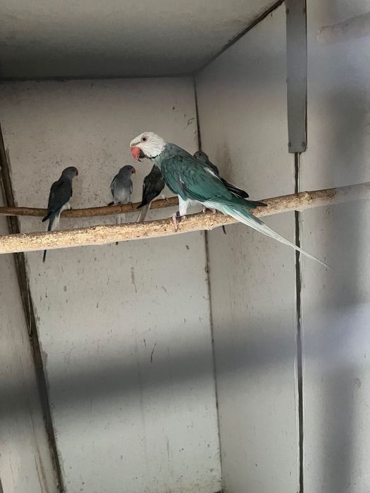 Малък Александър