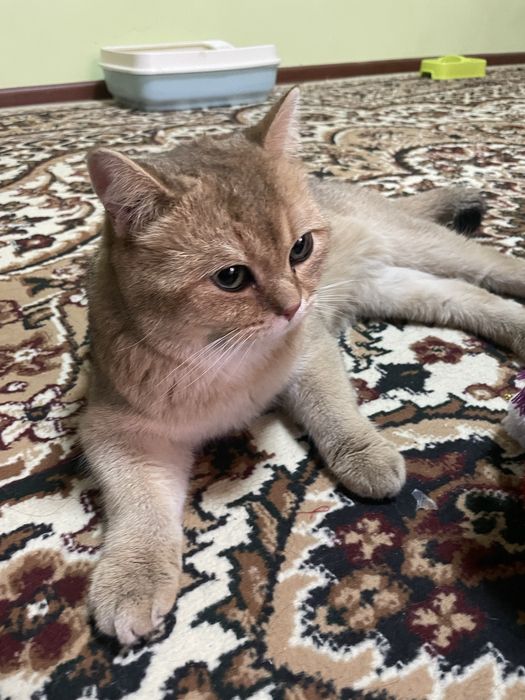 vyaska!qiz muwulani taklif qladi zalataya shinshila zdaroviy opitnoy