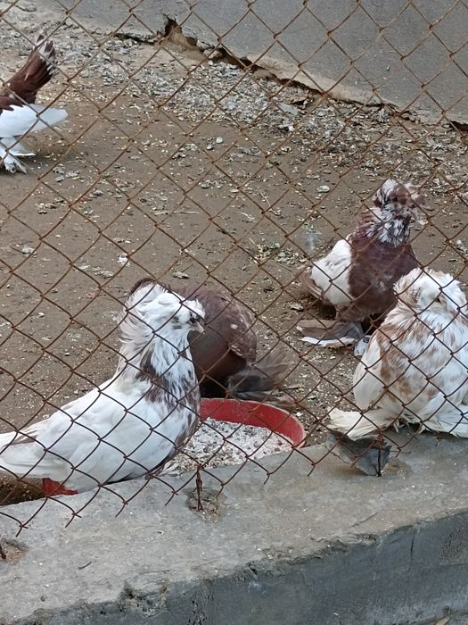 Продаются голуби