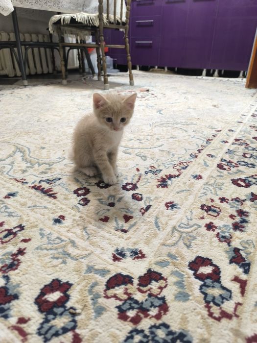 Отдам котенка в хорошие руки