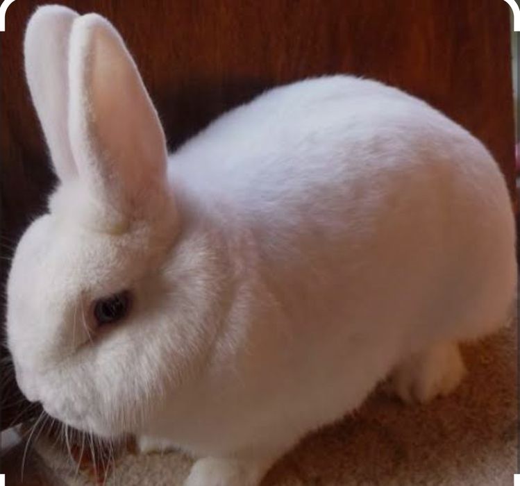 Продам декоротивного кролика