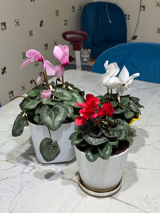 Цветы домашние есть всех свой цены