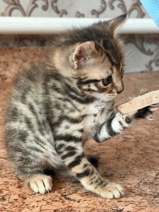 Продам бенгальских котят