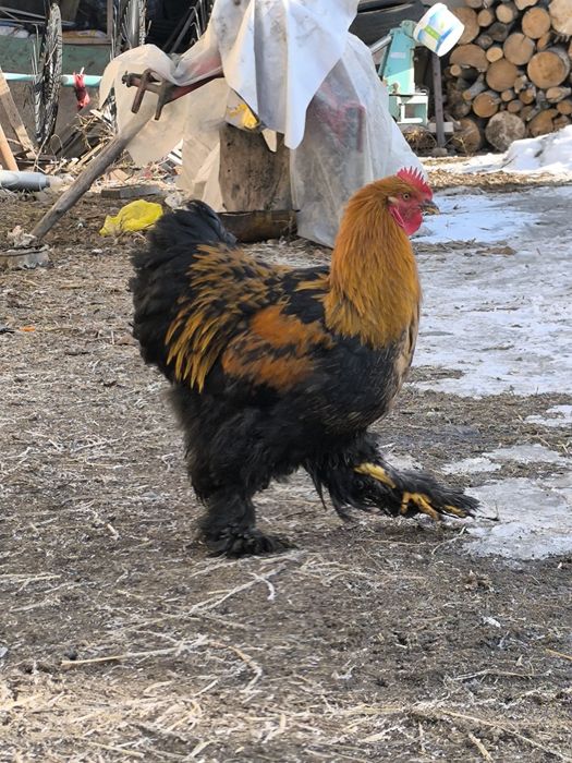 Продам петуха порода Кохинхен перемешка