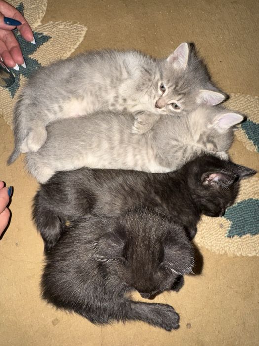 Котята, все мальчики