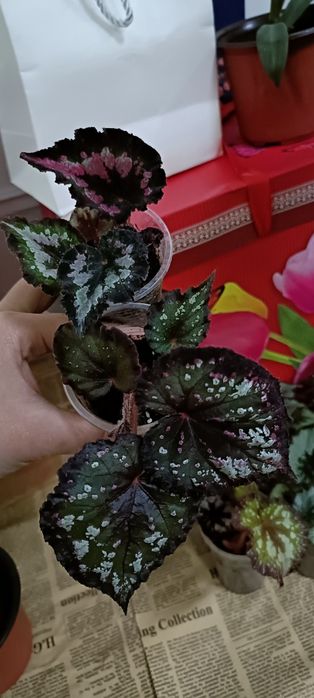 Бегония:1800 тенге