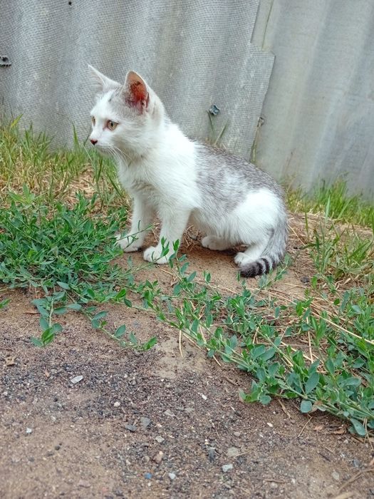 Срочно отдам котёнка