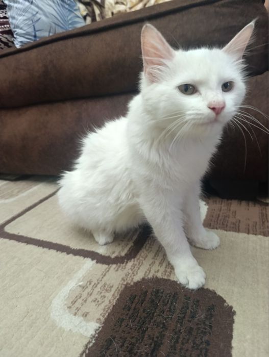 Котенок ищет ответственного человека!