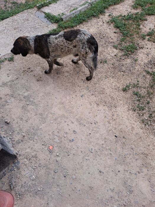 Пришла собачка хозяйн наидйсь