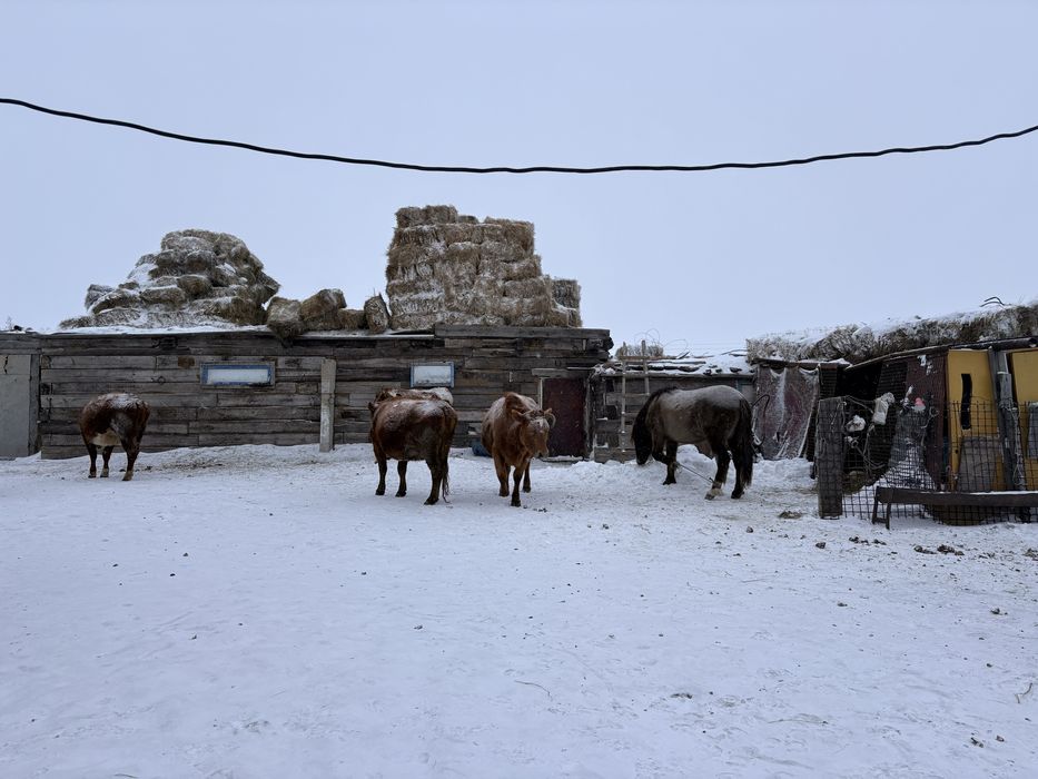 Продам или обмен крс