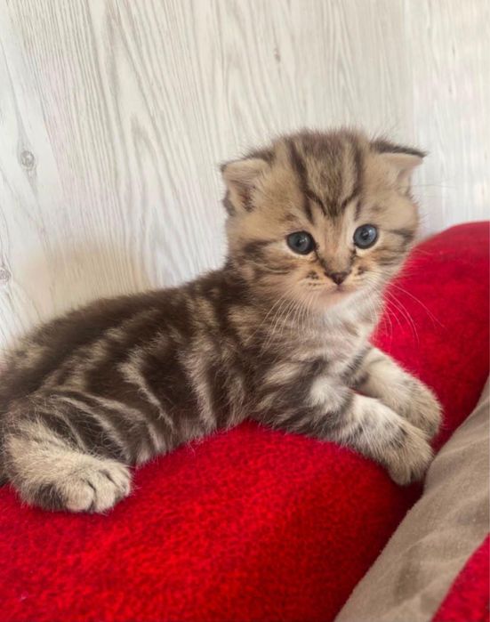 Продам шотланский котят.