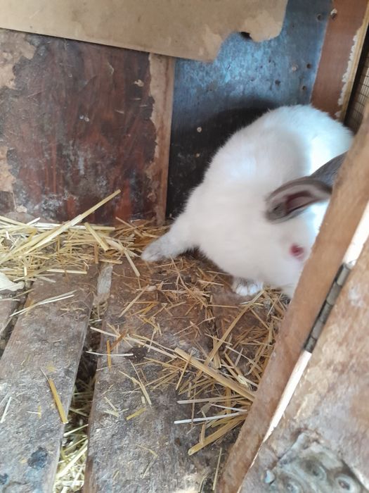 Кролики  крольчата