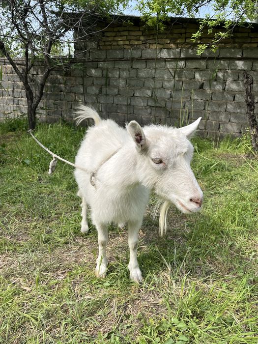 Продам Козу Порода Заненская