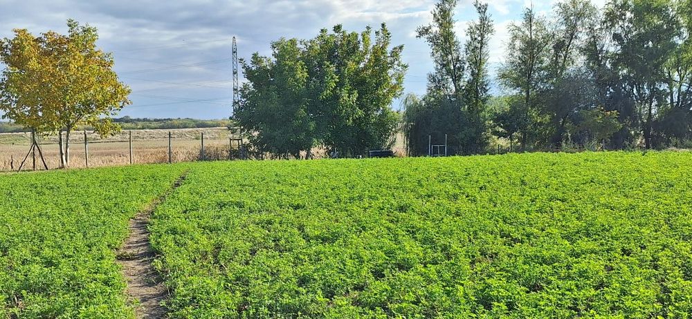 Vând lucernă irigabila, pura