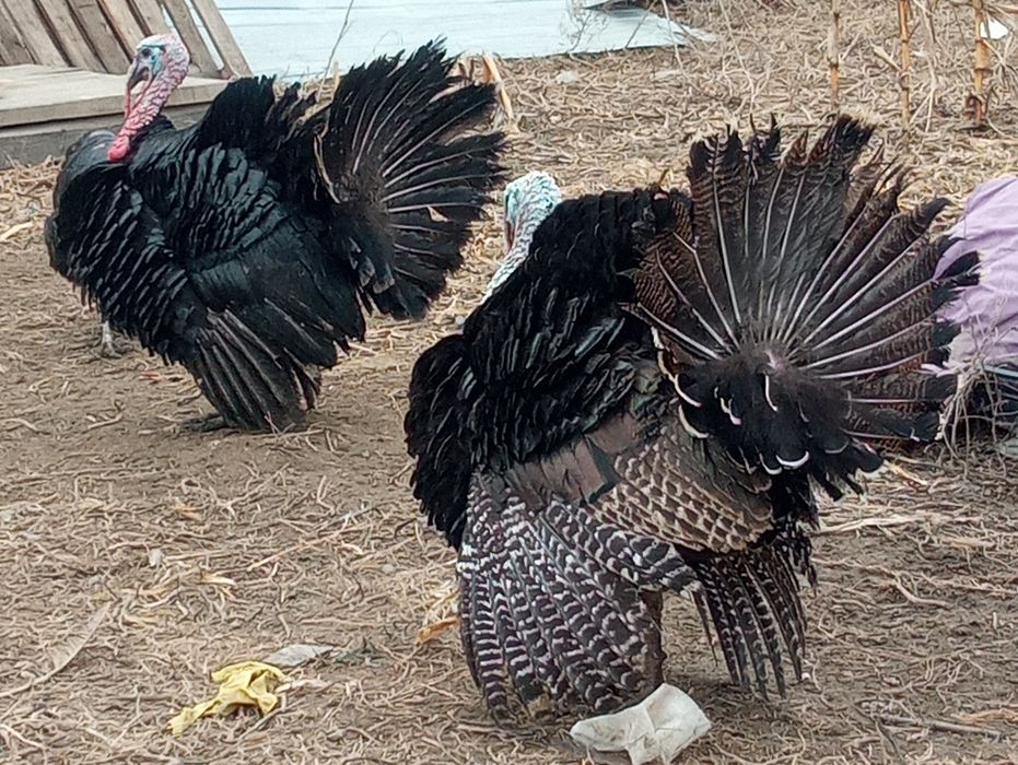 Индюк продаются индюки