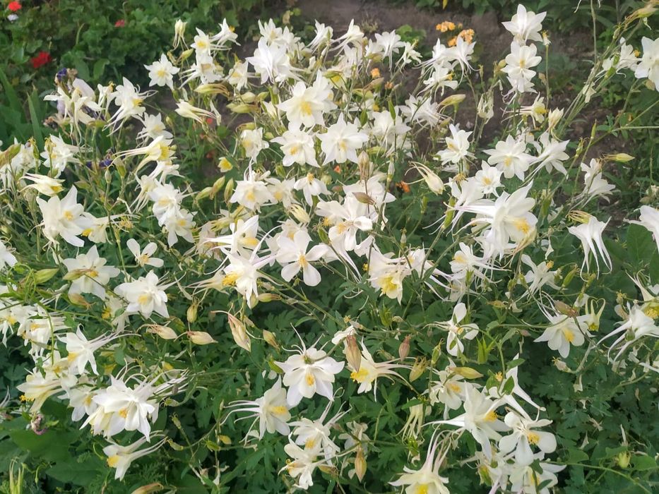 Флоксы многолетние, метельчатые