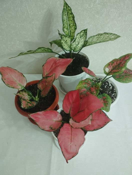 Комнатное растение аглаонема, район Евразии